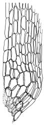 Campylopus clavatus, alar cells. Drawn from J.E. Beever 46-60f, CHR 461838.
 Image: R.C. Wagstaff © Landcare Research 2018 